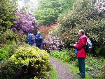 Shrubs in bloom